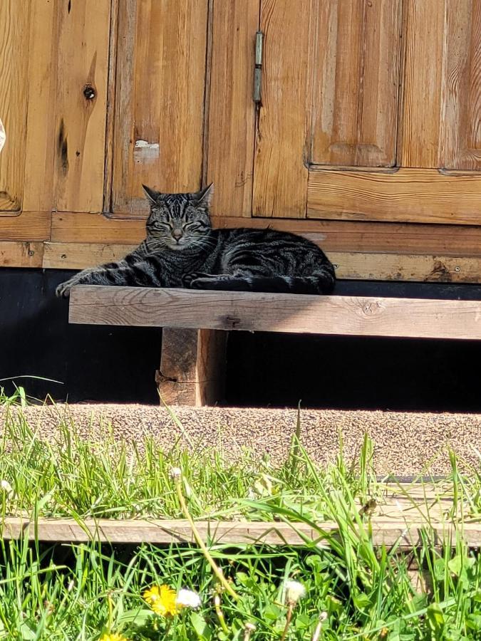 Slapen Tussen De Ezels In De Yurt Hotel Aarschot Bagian luar foto